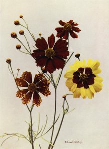 Trädgårdssorter av Coreopsis Drummondii och C Tinctoria (färgfoto) av English Photographer
