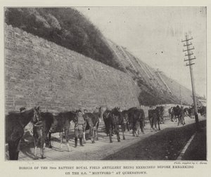 Hästar från 79th Battery Royal Field Artillery utövas innan de går ombord på SS Montford i Queenstown av English Photographer