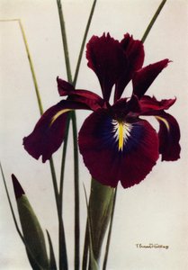 I Xiphioides eller Anglica, en typisk trädgårdsform (färgfoto) av English Photographer