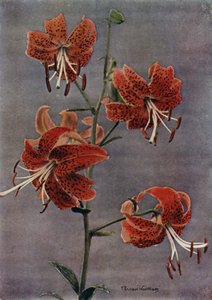 L Maximowiczii (tryckning) av English Photographer