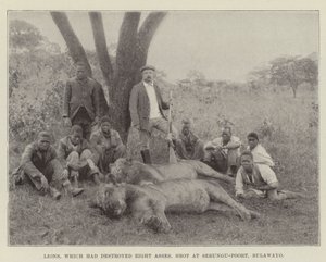 Lions, som hade förstört åtta åsnor, sköt på Sebungu-Poort, Bulawayo av English Photographer