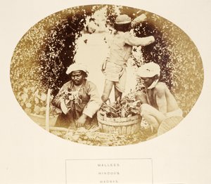 Mallees (Gardeners), Hindus, Madras, från The People of India, av J. Forbes Watson, publicerad 1868 (albumtryck) av English Photographer
