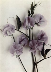 Mästerverk (färgfoto) av English Photographer