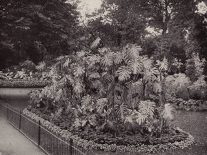 Monstera Deliciosa i Battersea Park (svartvitt foto) av English Photographer