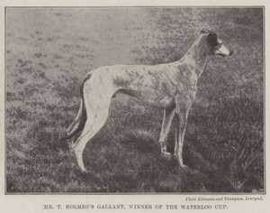 Mr T Holmess Gallant, vinnare av Waterloo Cup av English Photographer