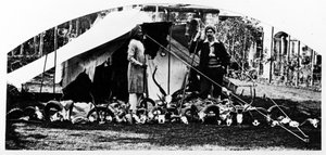 Mina indiska jakttroféer, ca 1870-talet av English Photographer