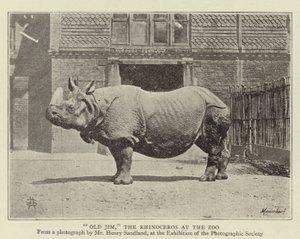 Gamle Jim, noshörningen på Zoo