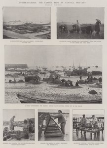 Oyster-Culture, de berömda sängarna i Cancale, Bretagne