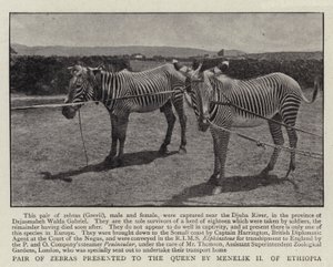 Ett zebror som presenterades för drottningen av Menelik II av Etiopien av English Photographer