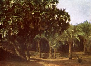 Palm Grove nära Karnak, Egypten av English Photographer