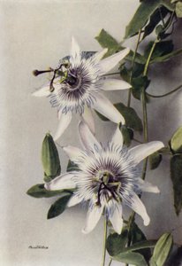 Passiflora Coerulea, Constance Elliott (färgfoto) av English Photographer