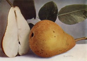 Päron, Durondeau (färgfoto) av English Photographer