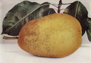 Päron, Pitmaston Duchess (färgfoto) av English Photographer