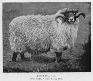 Rough Fell Ram, första pris, Kendal Show av English Photographer