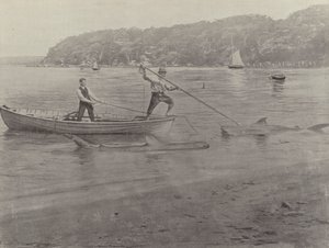 Shark Fishing, Chowder Bay av English Photographer