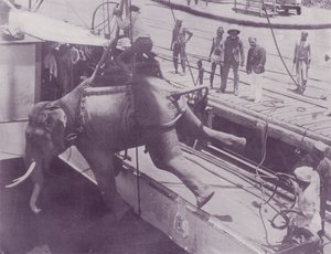 Skickar en elefant, Rangoon av English Photographer