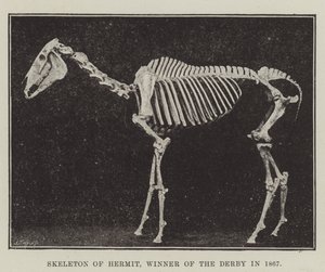 Eremitens skelett, vinnare av Derbyt 1867 av English Photographer