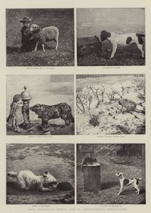 Några studier av djurlivet genom momentan fotografering