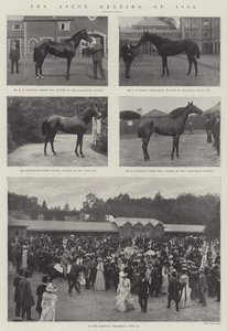 Ascotmötet 1901