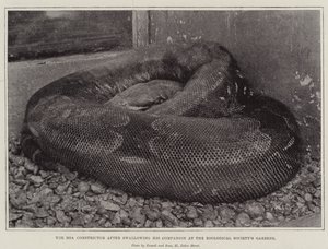 Boa Constrictor efter att ha svalt sin följeslagare vid Zoological Societys Gardens av English Photographer