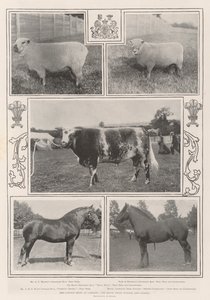 The Cattle Show i Cardiff, Royal Prize Winner och andra