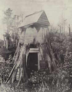 Det jättelika trädet vid Wynstay, södra Gippsland av English Photographer