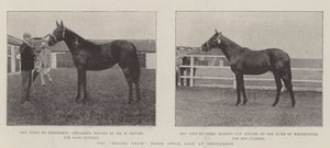 Rekordpriset på blodaktieförsäljning på Newmarket av English Photographer