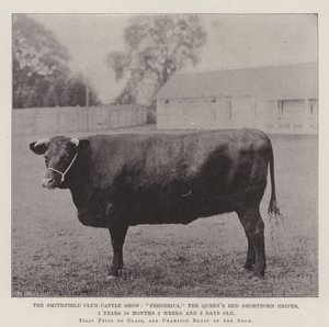 Smithfield Club Cattle Show, Frederica, Queens Red Shorthorn Kviga, 2 år 10 månader 2 veckor och 3 dagar gammal