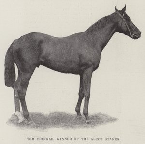 Tom Cringle, vinnare av Ascot Stakes av English Photographer