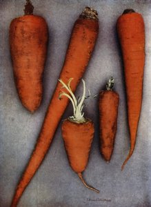 Olika typer av morötter (färgfoto) av English Photographer