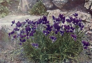 Viola Gracilis (färgfoto) av English Photographer