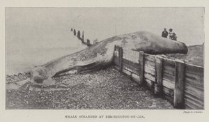 Val strandade vid Birchington-on-Sea av English Photographer