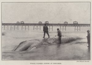 Val spolas iland vid Boscombe av English Photographer