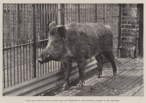 Vildsvin, borttagen från Windsor Park och presenterad för Zoological Society av HM kungen av English Photographer