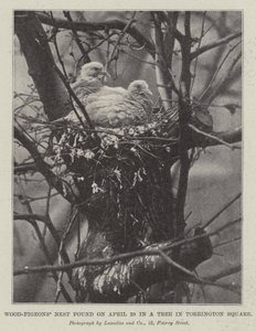 Wood-Pigeons Nest hittades den 20 april i ett träd på Torrington Square av English Photographer