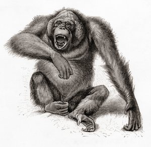 En orangutang från Borneo, Pongo pygmaeus, även stavad orangutang, orangutang eller orangutang. Från Meyers Lexicon, publicerad 1924 (tryckt) av English School