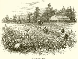 A Cotton Field (gravyr) av English School