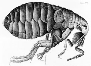 A Flea from Microscope Observation af Robert Hooke (1635-1703), 1665 swed av English School