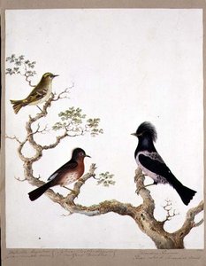 En Gyllene Crested Wren, en Dartford Warbler och en Rose Coloured Thrush eller Ouzel, 1824 (wc på papper) av English School