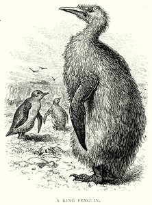 En kunglig pingvin (gravyr) av English School