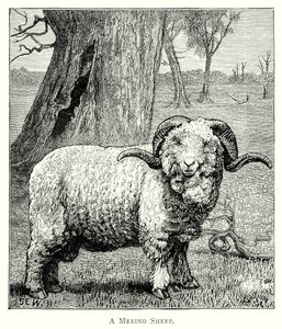 Ett Marino-får (gravyr) av English School