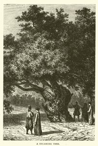 A Sycamore Tree (gravyr) av English School