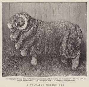 En värdefull Merino Ram (gravyr) av English School