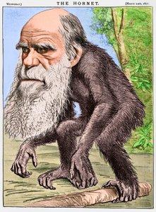 "A Venerable Orang-outang", en karikatyr av Charles Darwin som en apa av English School