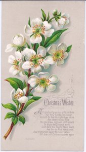 Ett viktorianskt julkort med en spray av julrosor och en vers, c.1880 av English School