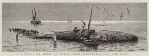 A Whale on Shore vid Edkou, nära Alexandria, "Off She goes" (gravyr) av English School