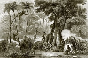 En scen i den brasilianska skogen av English School