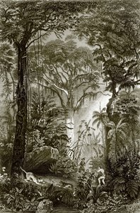 En scen i den brasilianska skogen av English School