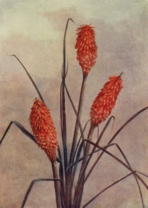 En praktfull fackelblomster, Kniphofia Corallina Superba (färglitografi) av English School