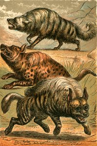 Aard Wolf, Fläckhyena och Randig Hyena av English School